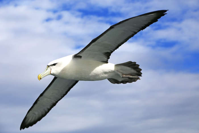 Albatros soorten albatrossen
