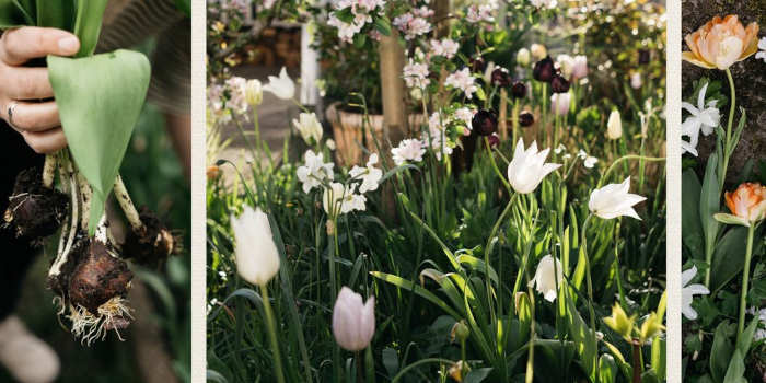 Alles over bloembollen tuinboek van Judith van Lent over de mooiste voorjaarsbloeiers van bol tot bloem