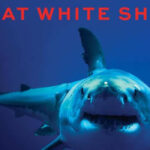 Chasing Shadows boek over de witte haai van Greg Skomal