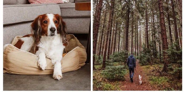 Eropuit met je hond boek over wandelen en overnachten in Nederland