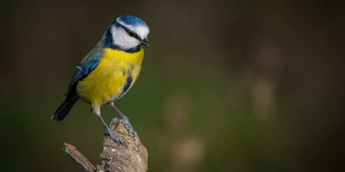 Hoe maak je een goede vogeltuin