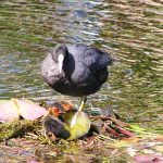 Nederlandse Watervogels Kijken Tips en Informatie