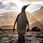 Pinguïn soorten pinguïns