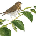 The Birds That Audubon Missed boek van Kenn Kaufman