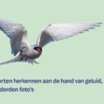 Zakgids kustvogels vogelgids van Lars Gejl en Ger Meesters