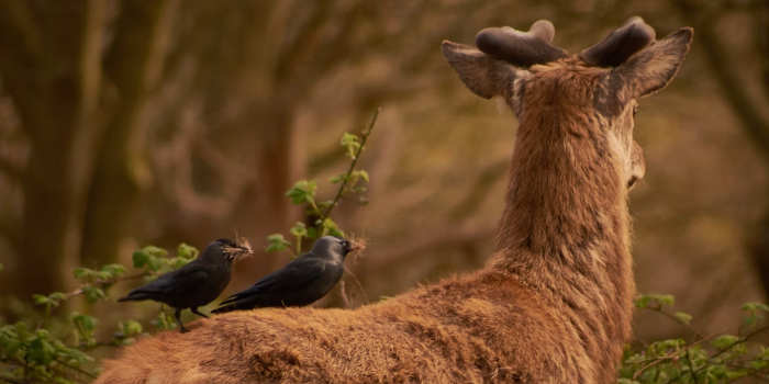 Zwarte vogels in Nederland
